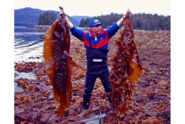 Biofuel from kelp could provide cheaper, greener energy source