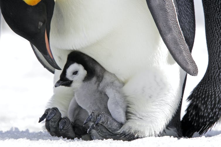 A penguin chick snuggles under the legs of a parent.