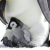 A penguin chick snuggles under the legs of a parent.