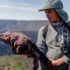 Handout photo released by the Galapagos National Park of a group of park ranger monitoring a Galapagos pink iguana at Wolf Volca