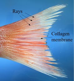 A pink and pale colored fish tail with thin lines radiating out from the base.