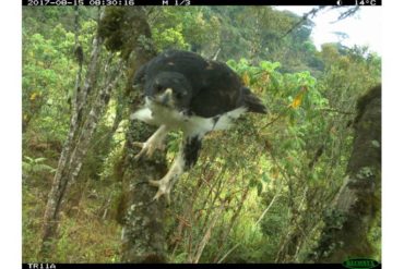 Global team of wildlife researchers furthers study of elusive, tree-dwelling animals