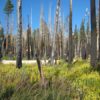 How wildfire restored a Yosemite watershed