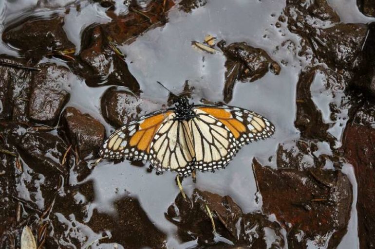 Monarchs of the eastern side of the North American continent are in a difficult situation: their population has decreased by mor