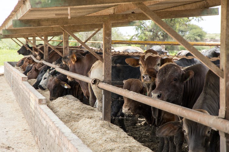 Cattle in feedlot or feed yard