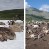 left panel: reindeer lounge on ice; right panel: reindeer lounge on bare ground