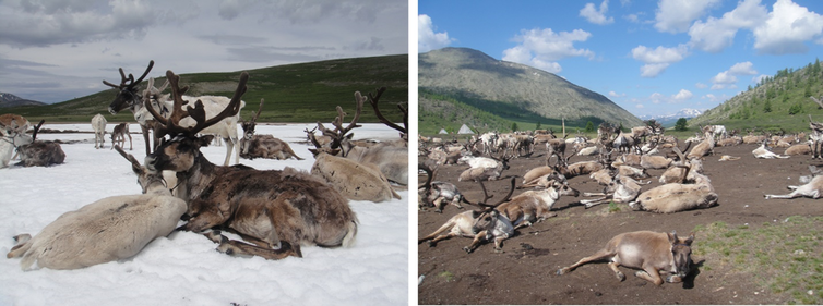 left panel: reindeer lounge on ice; right panel: reindeer lounge on bare ground