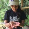 New DNA study provides critical information on conserving rainforest lizards