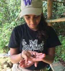 New DNA study provides critical information on conserving rainforest lizards