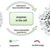 Newly developed, bioinspired cell delivery vehicles