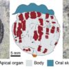 Rare Cambrian fossils from Utah reveal unexpected anatomical complexity in early comb jellies