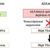 Scientists uncover key role for proteins involved in amyotrophic lateral sclerosis disease