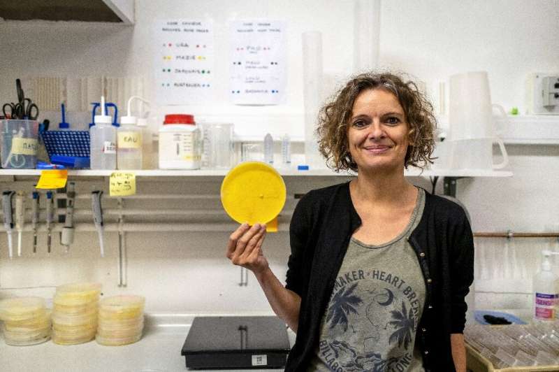 'I'll be curious to see if it develops by forming pillars,' says Blob specialist Audrey Dussutour