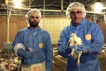 Penn State biologist Andrew Read holds chicken at poultry farm