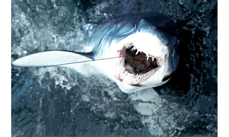 A shortfin mako shark being fished for sport in The United States in 2017
