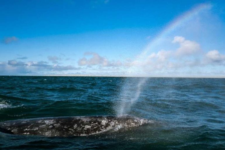 Researches hope to be able to gauge the impact of the whale watching industry