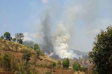 Forest fires linked to tens of thousands of avoidable deaths