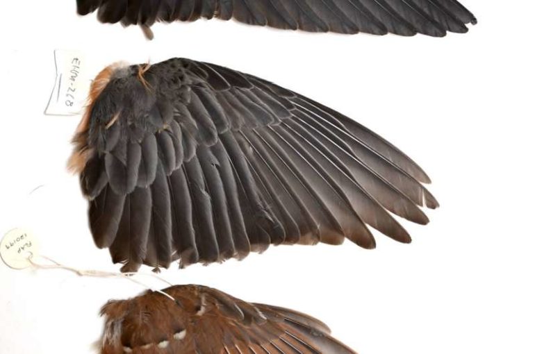 Wing shape determines how far birds disperse