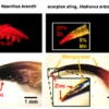 Images of heavy elements in ant, worm, scorpion and spider 'tools' above photos of the same things