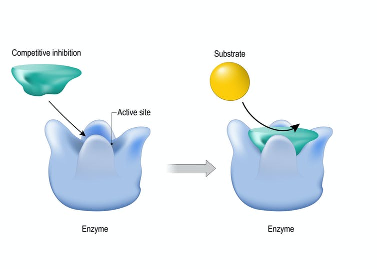 Diagram of competitive inhibition in enzymes.