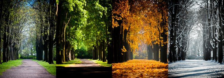 panels of a shaded road through four seasons