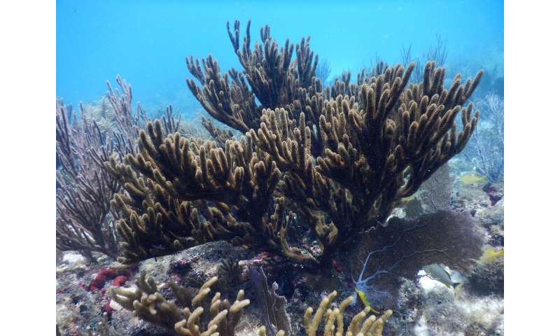 Corals once thought to be a single species are really two, study concludes