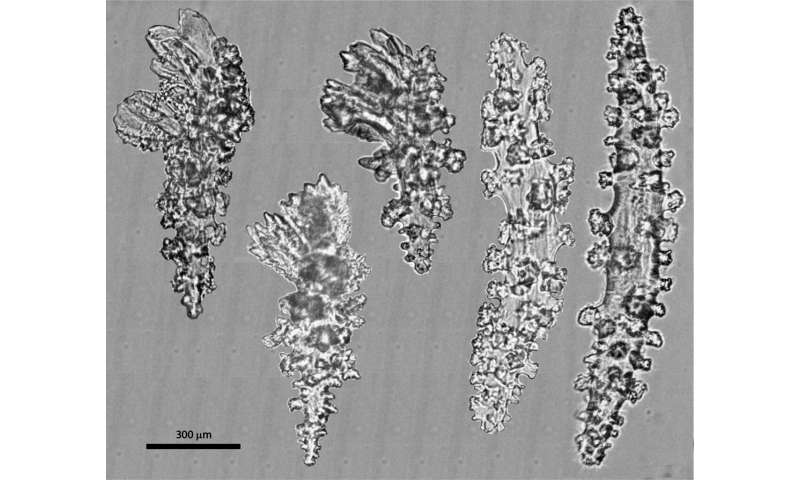 Corals once thought to be a single species are really two, study concludes