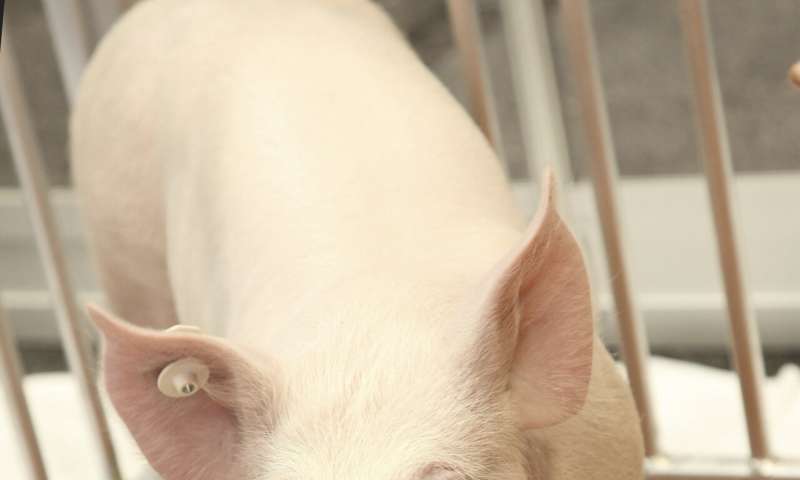 Pig-to-human transplants come a step closer with new test