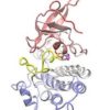 EGFR protein structure.