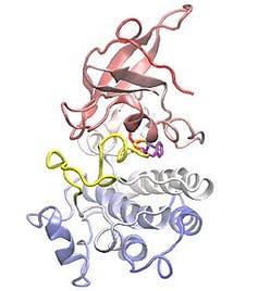 EGFR protein structure.