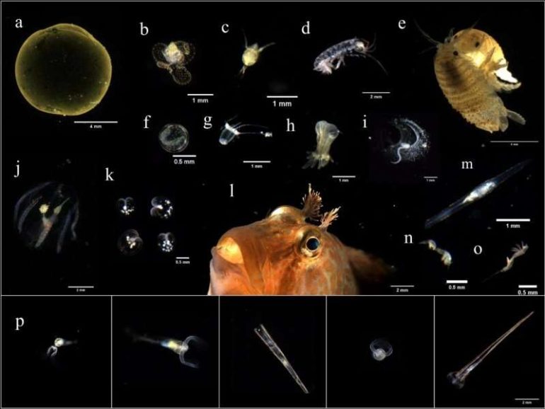 Buoy-borne underwater dark field imaging system improves marine plankton monitoring capability