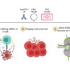 Diagram illustrating immune boosting outcomes of study.