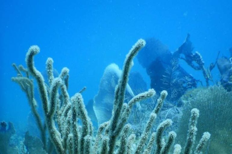 Corals once thought to be a single species are really two, study concludes