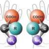 Two molecules overlaid onto a right and left hand.