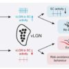 New study uncovers brain circuits that control fear responses