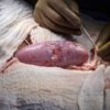 Pig-to-human transplants come a step closer with new test