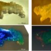 Researchers describe new tardigrade fossil found in 16 million year old Domincan amber