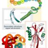 Illustration of the four levels of protein structure.