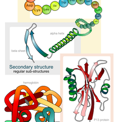 Illustration of the four levels of protein structure.