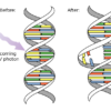 A diagram showing UV light breaking down a strand of DNA.