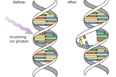 A diagram showing UV light breaking down a strand of DNA.