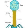 Illustration of bacteriophage structure.