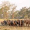 Why no tusks? Poaching tips scales of elephant evolution