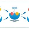 Diagram of enzyme binding process.