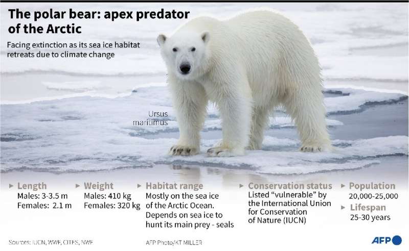 Key facts about the polar bear, apex predator of the Arctic