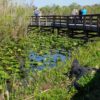 An alligator rests near visitors on a trail through tropical wetlands