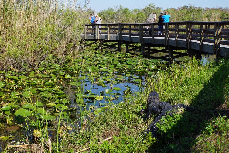 An alligator rests near visitors on a trail through tropical wetlands