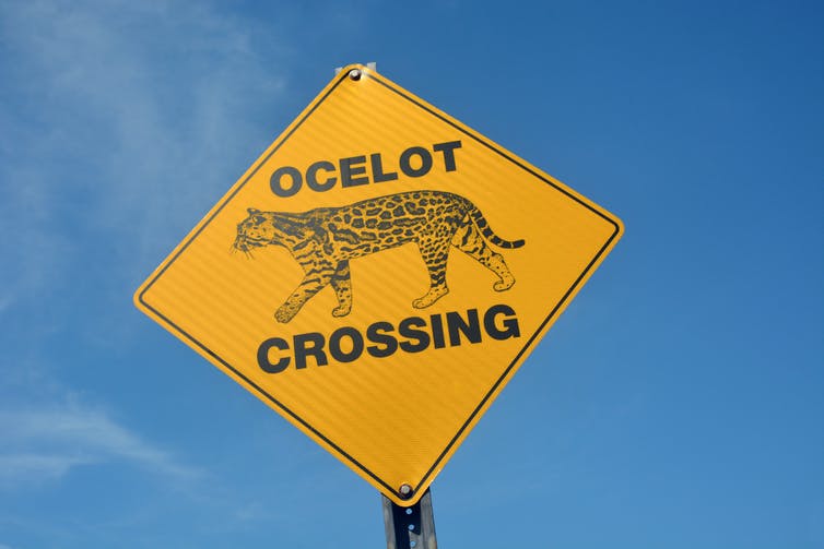 street sign warning of ocelot crossing