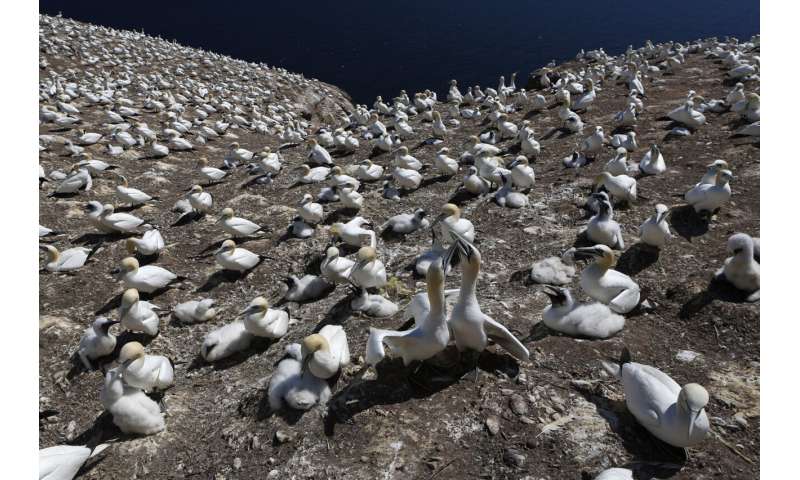 Heat, no food, deadly weather: Climate change kills seabirds