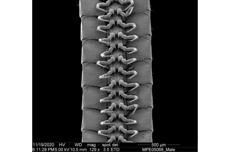 First millipede with more than 1,000 legs discovered